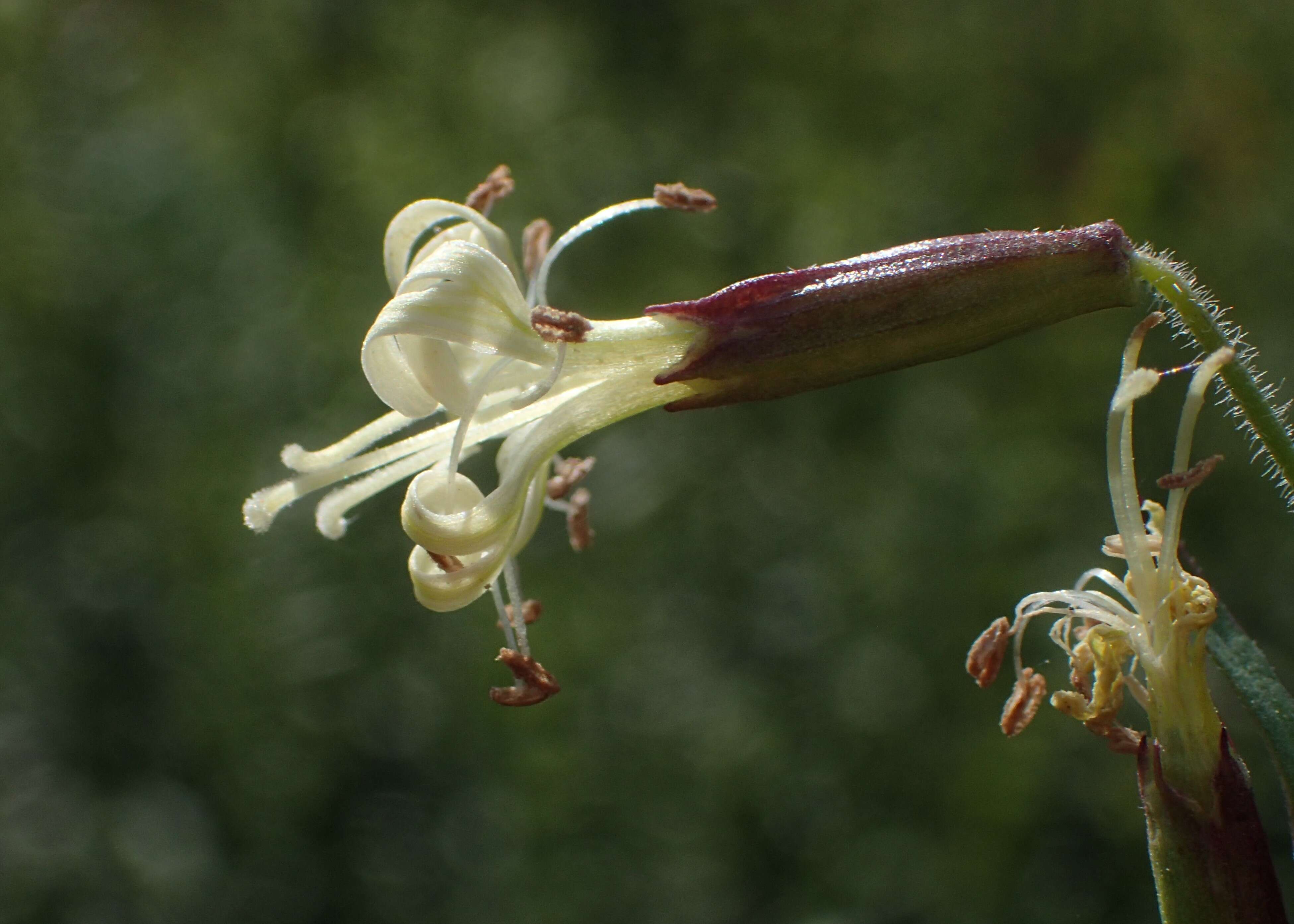 Image of Silene tatarica (L.) Pers.