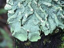 Image of Common greenshield lichen