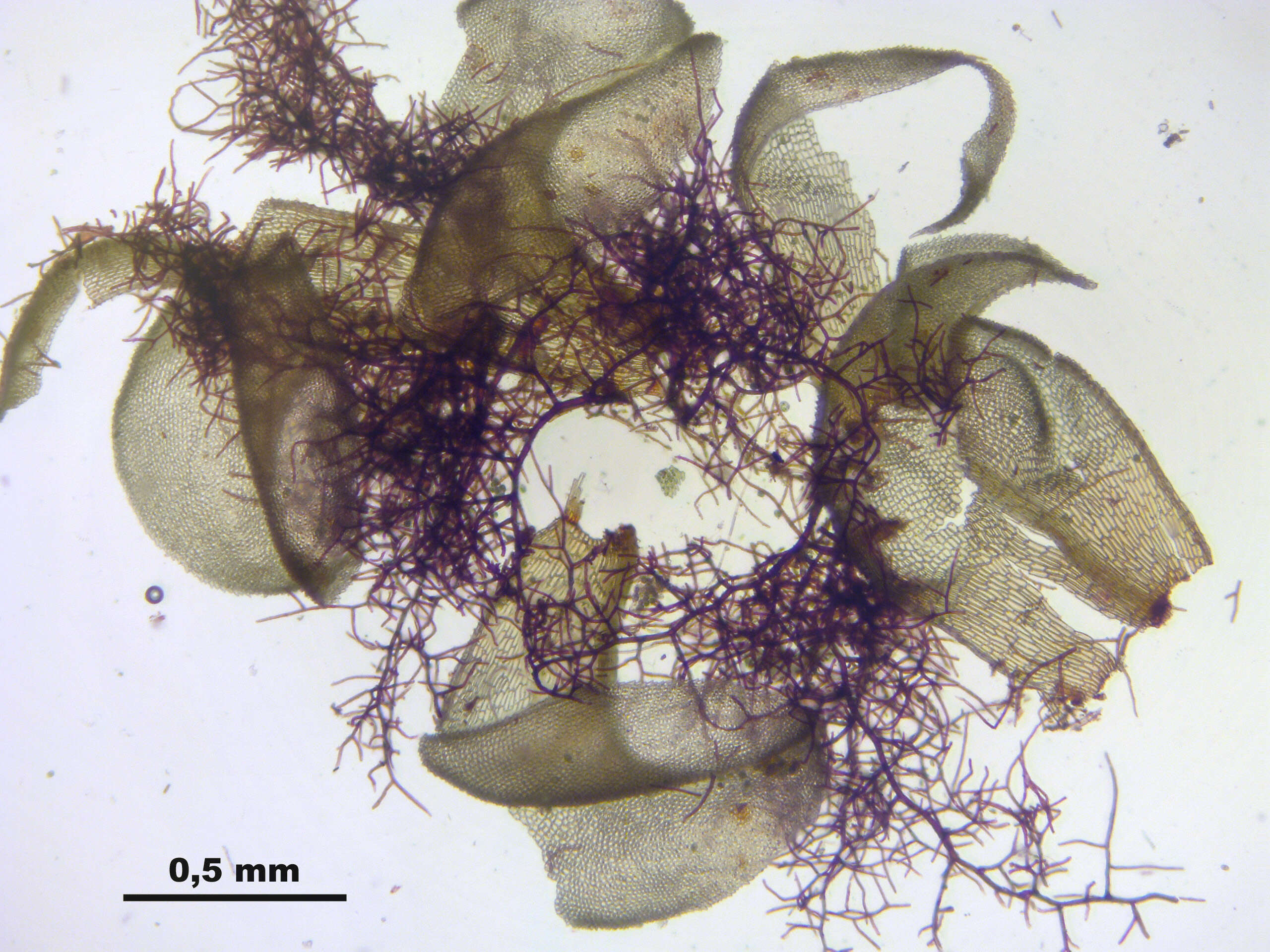 Image of paludella moss