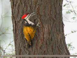 Image of Black-rumped Flameback