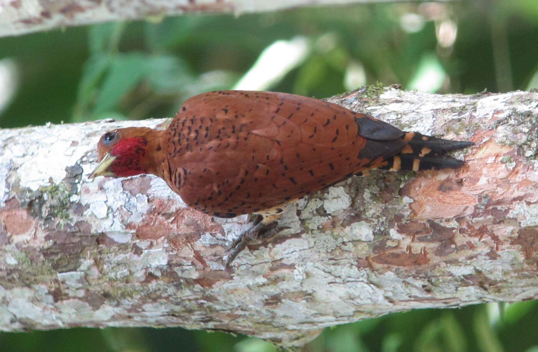 Image of Cinnamon Woodpecker