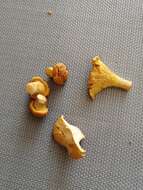 Image of Chanterelle