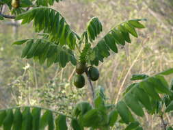 Image of Cyrtocarpa procera Kunth