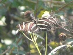 Image of Zebra Longwing