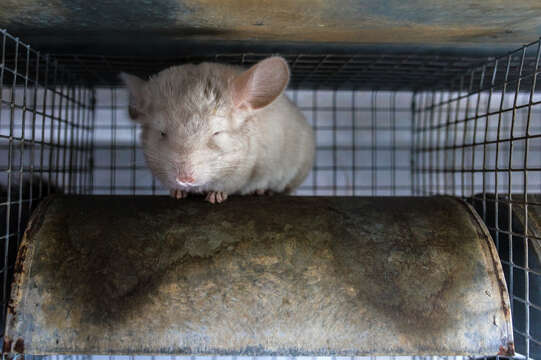 Image of chinchilla