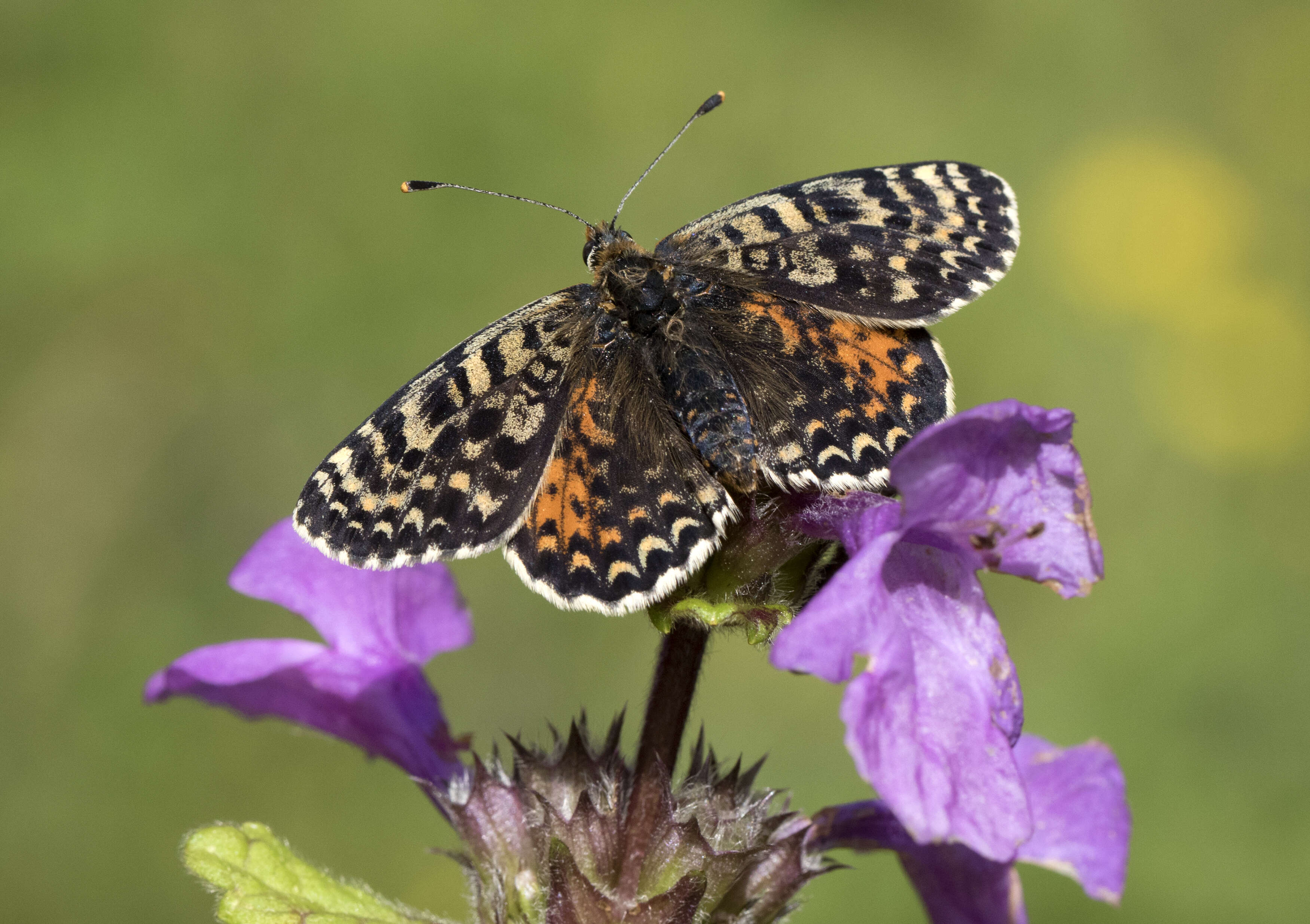 Image of Red-Band Fritillary