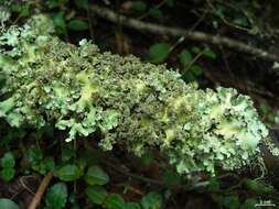 Image of Melliss' parmotrema lichen