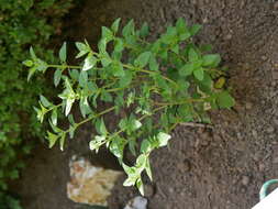 Image of oregano