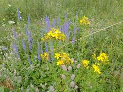 Imagem de Trifolium arvense L.