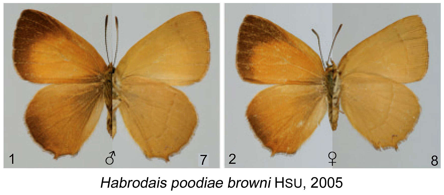 Image of Habrodais poodiae