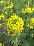 Image of Brassica rapa subsp. oleifera