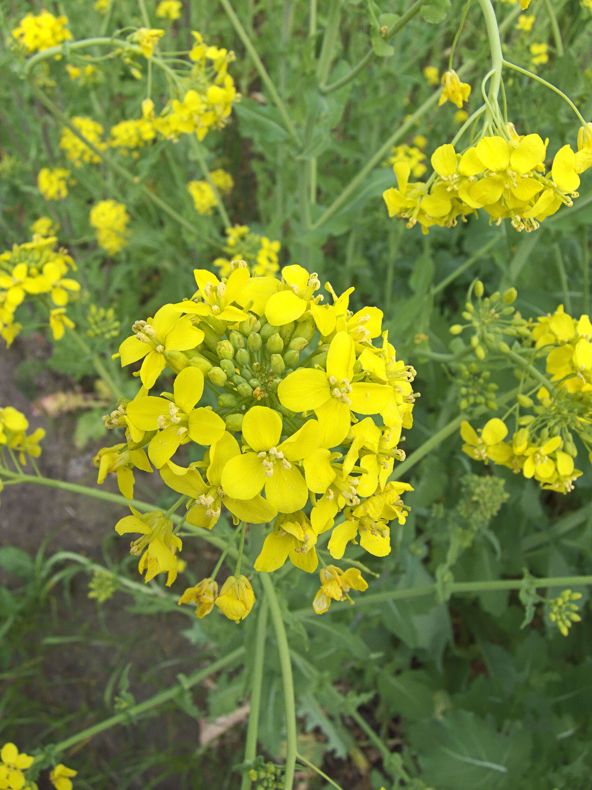 Image of Brassica rapa subsp. oleifera