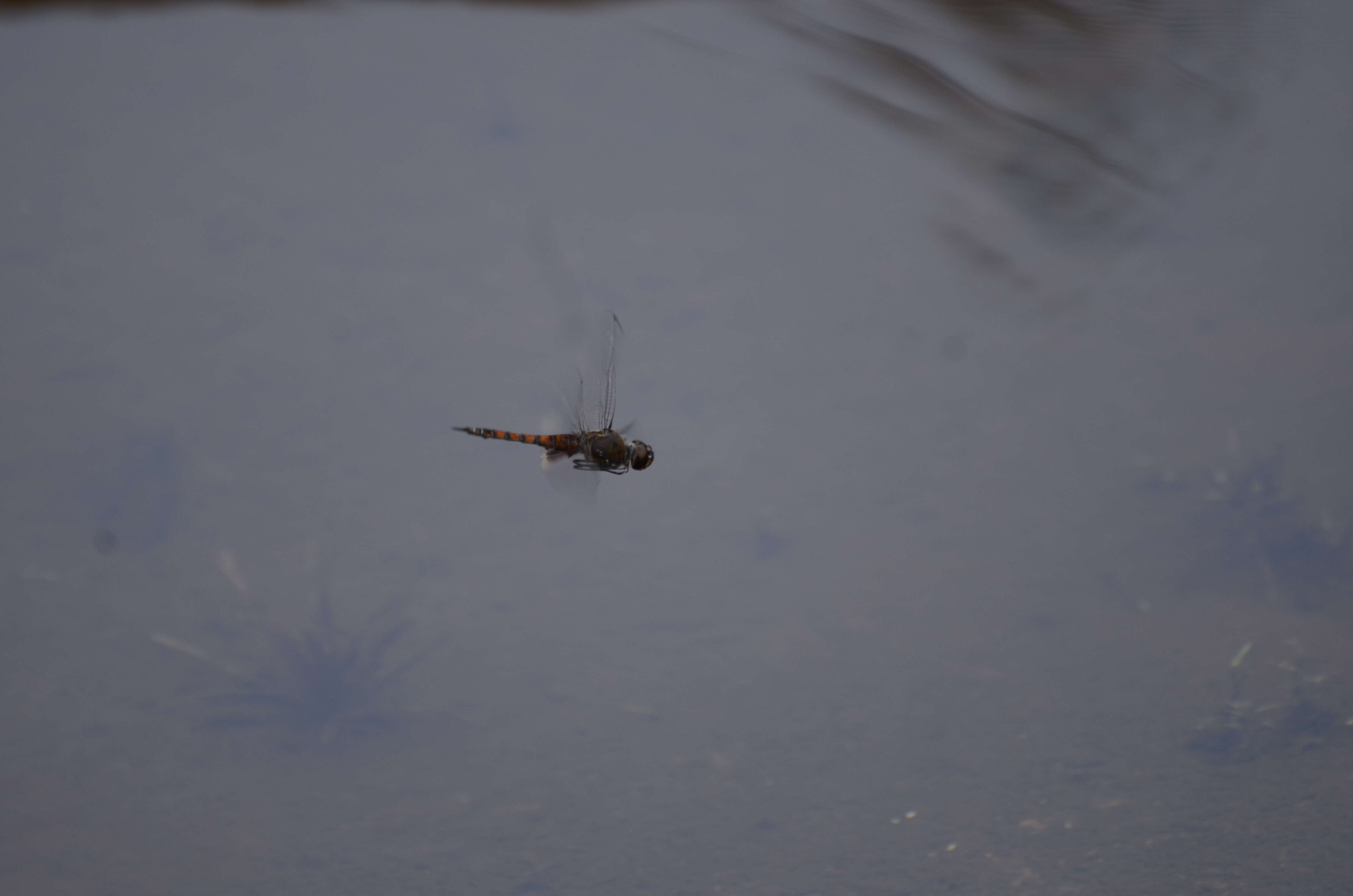 Image of Keyhole Glider