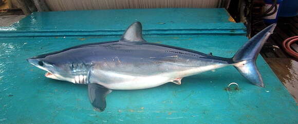 Image of mackerel sharks