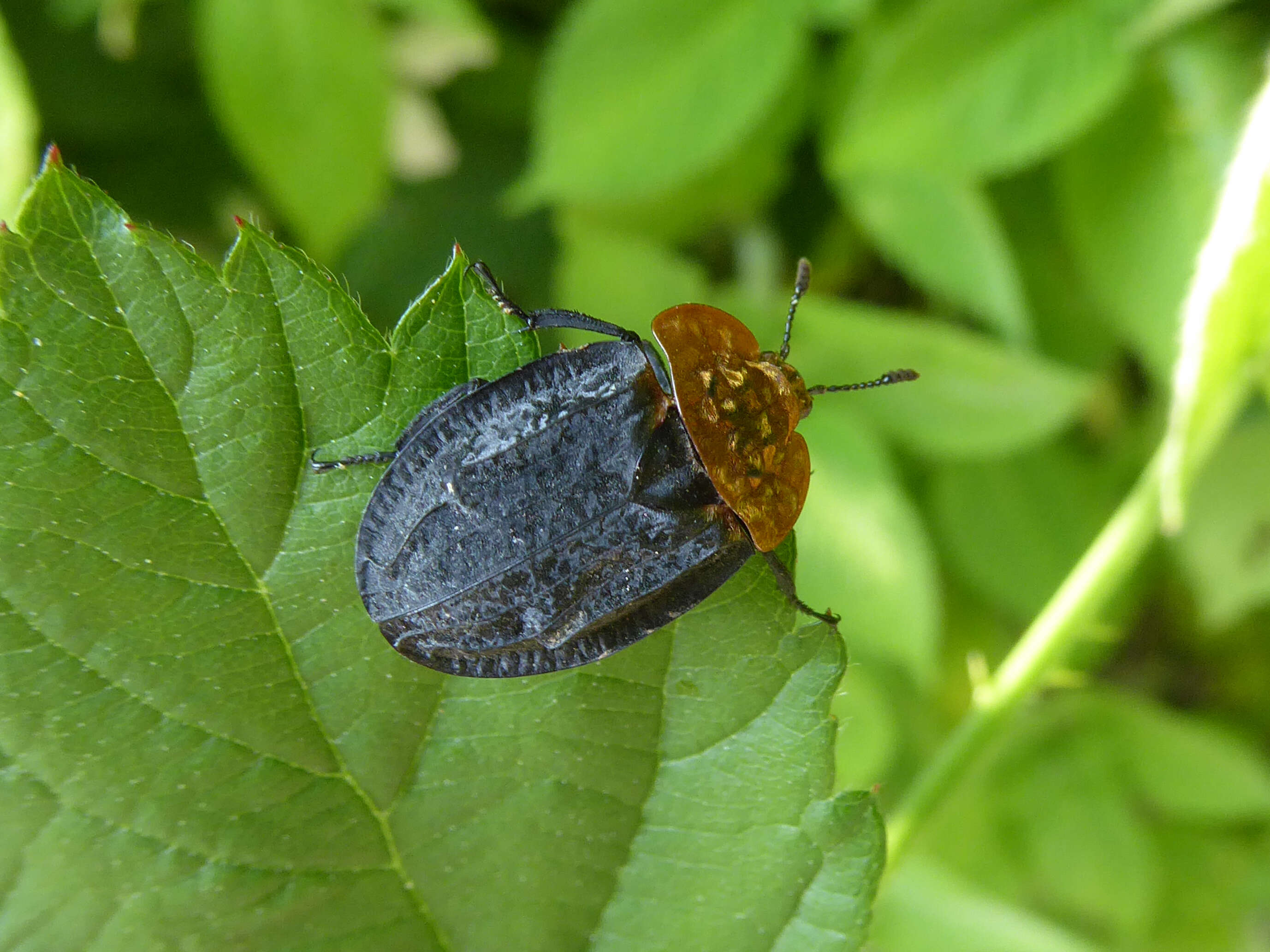 Image of Red-breasted Carrion Beetle