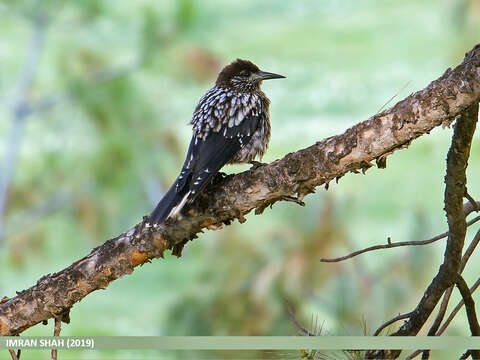 Image of Kashmir Nutcracker