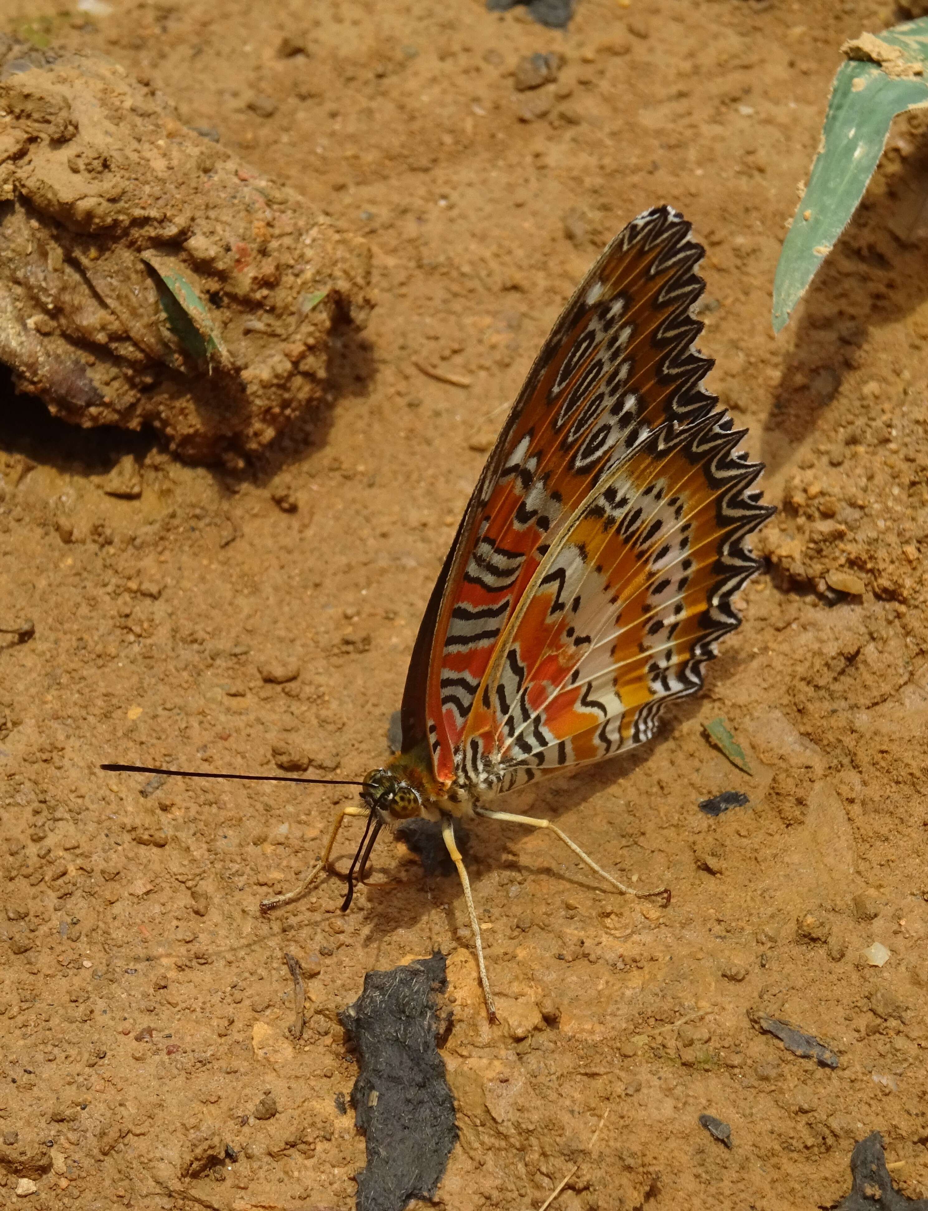 Cethosia cyane Drury 1770 resmi