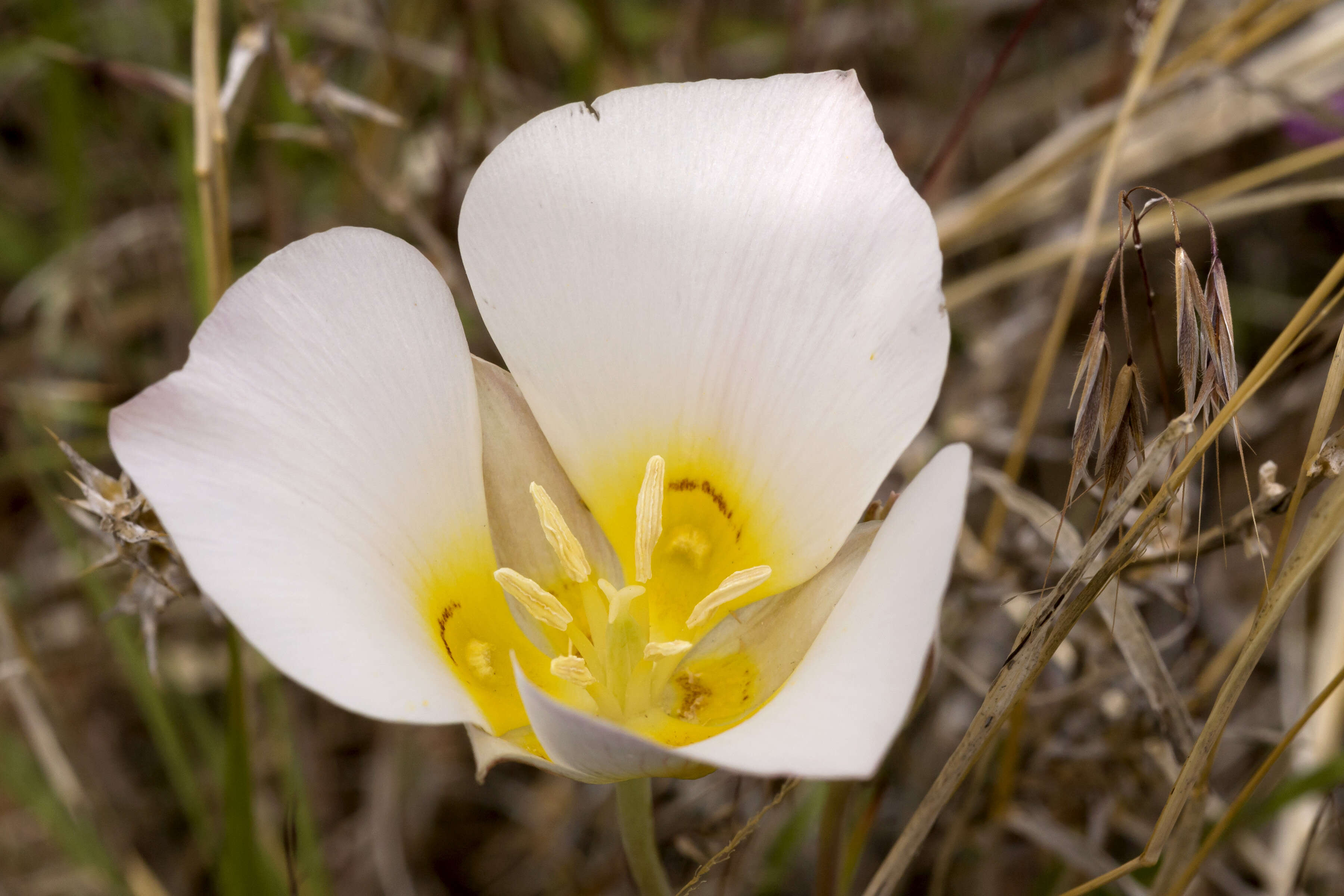 Слика од Calochortus nuttallii Torr.