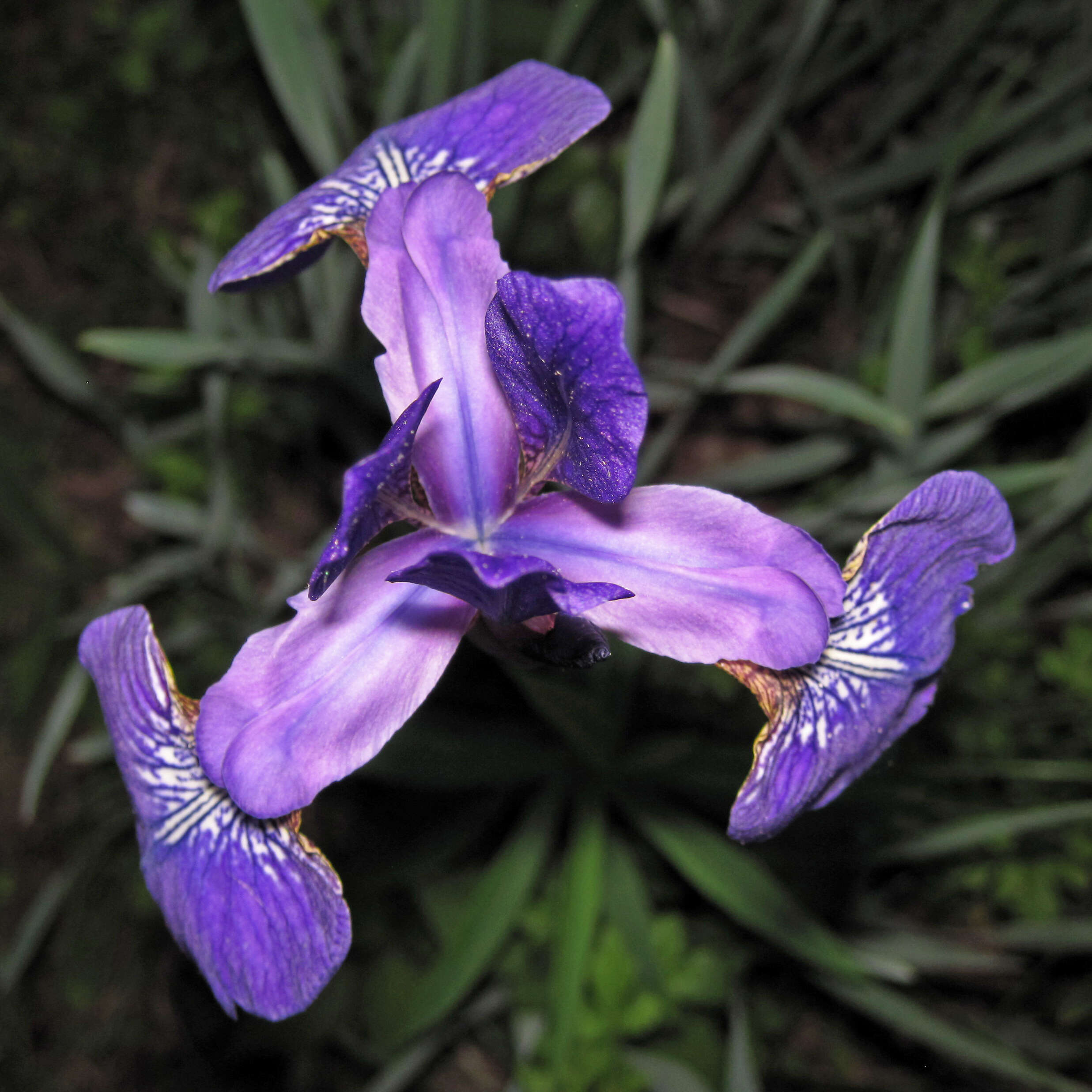 Image of Virginia iris