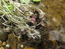 Image of wasabi