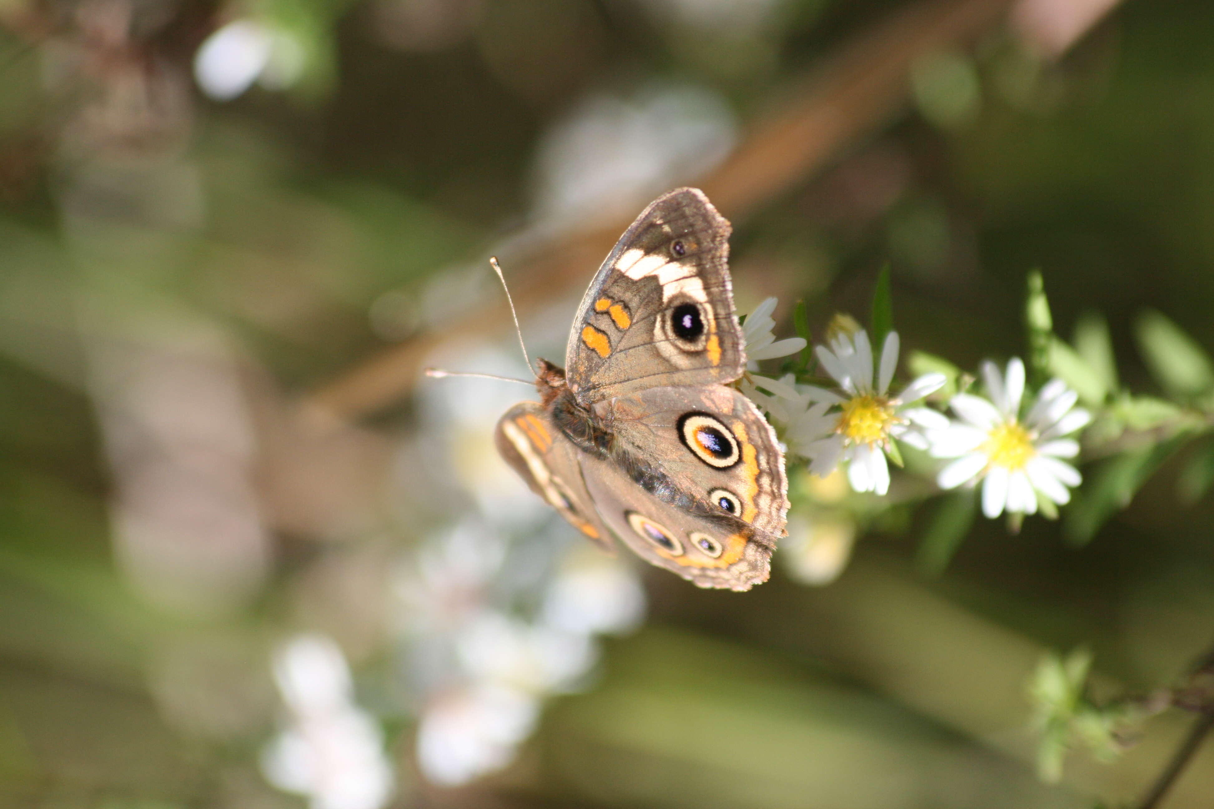 Image of Common buckeye