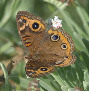 Plancia ëd Junonia neildi