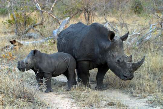 Image of Grass Rhinoceros