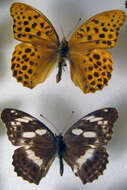 Image of Argynnis sagana