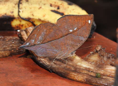 Image of Sahyadri blue oakleaf