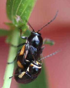 Image of Cryptocephalus moraei