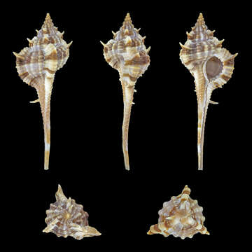 Image of Vokesimurex rectirostris (G. B. Sowerby II 1841)