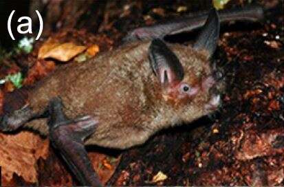 Image of New Zealand short-tailed bats