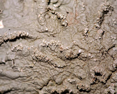 Image of Common greenshield lichen