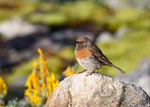 Imagem de Prunella rubeculoides (Moore & F 1854)