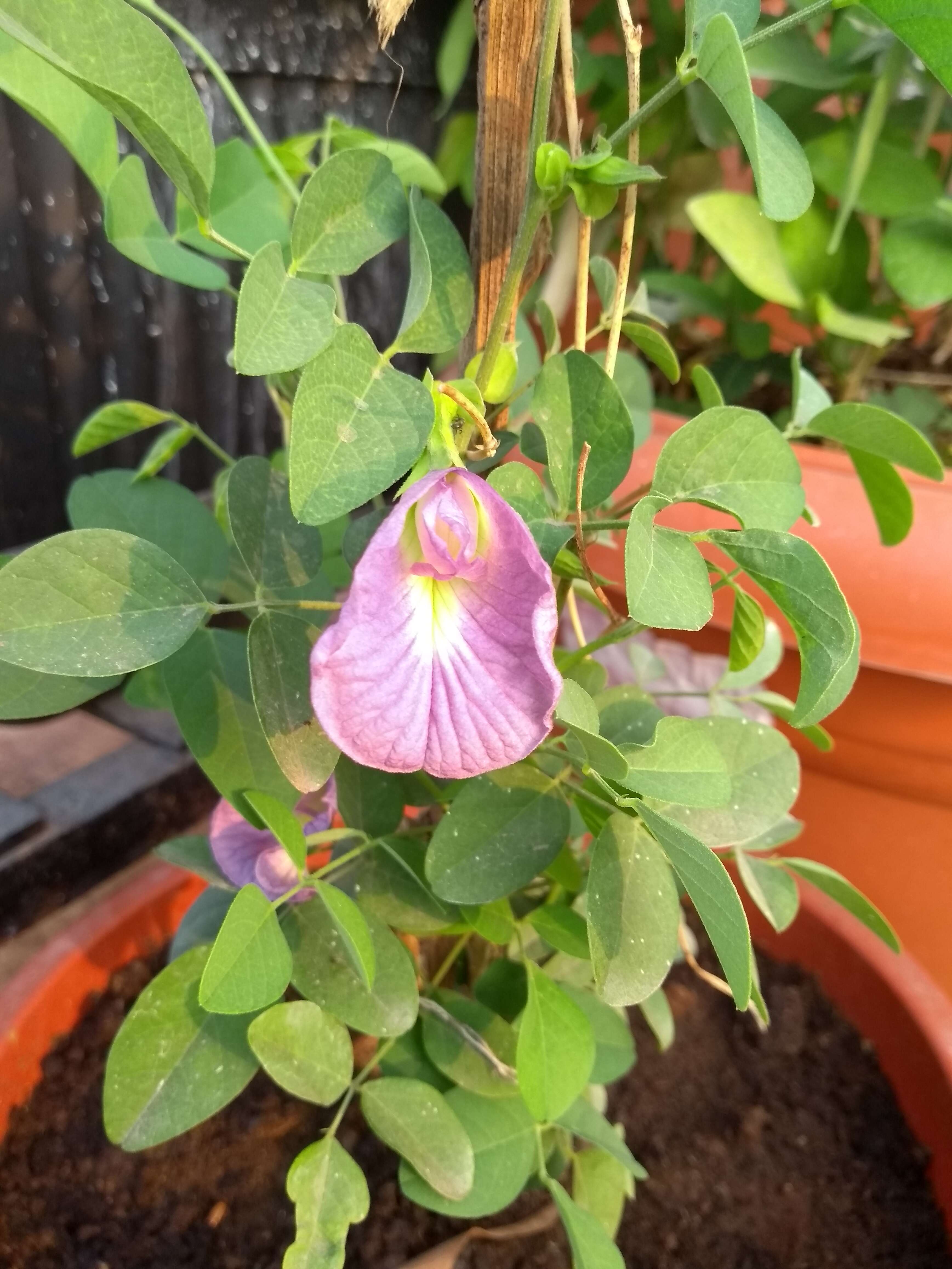 Clitoria mariana L. resmi