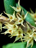 Image of Yellow rope orchid