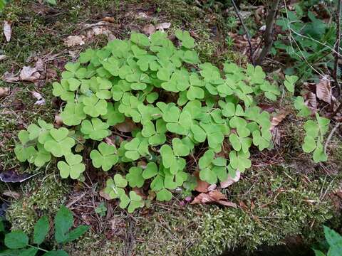 Imagem de Oxalis acetosella L.