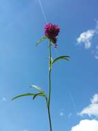 Imagem de Trifolium alpestre L.