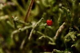 Image of Cladonia macilenta