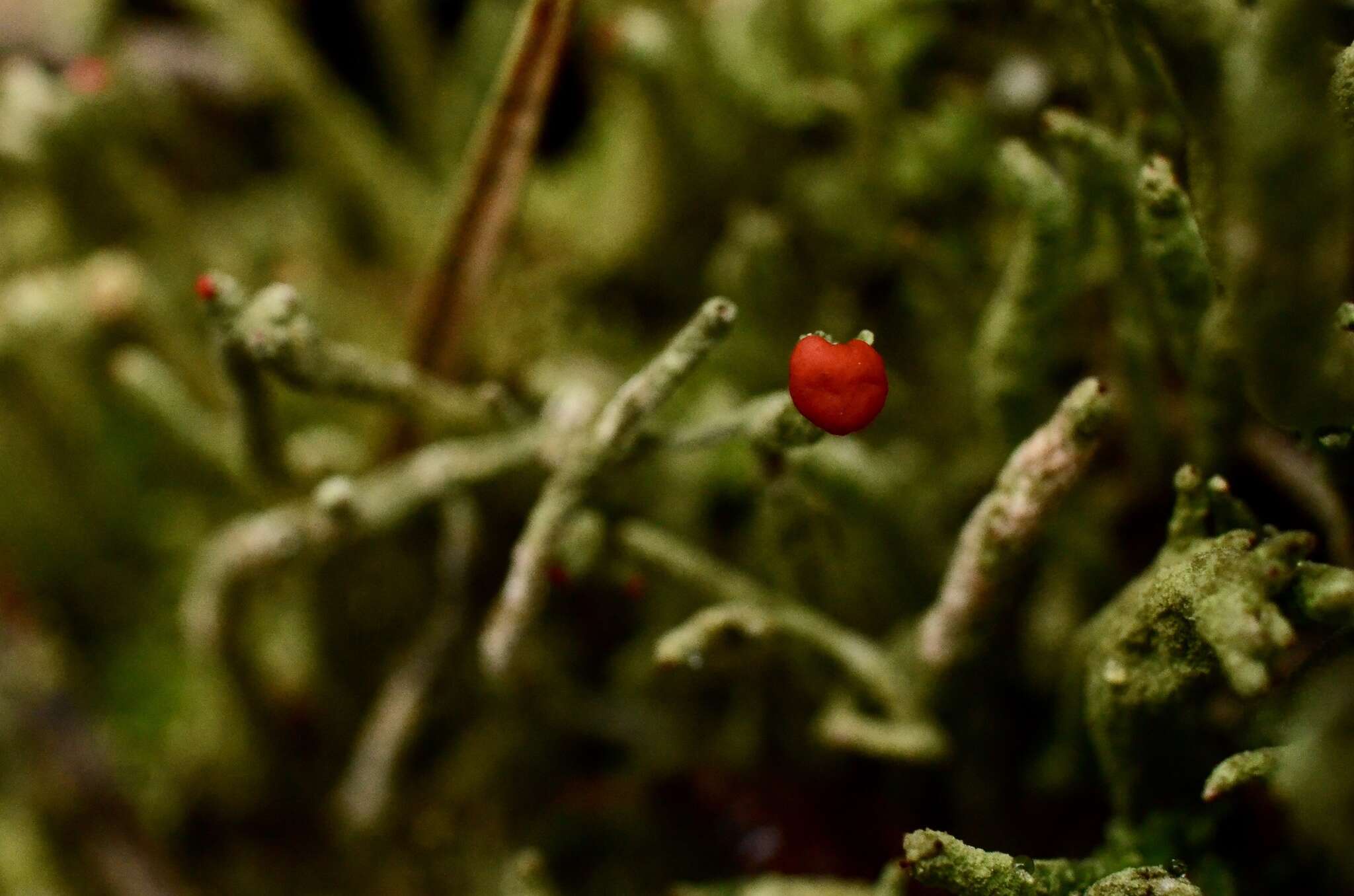 Image of Cladonia macilenta