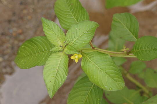 Image de Ludwigia hyssopifolia (G. Don) Exell