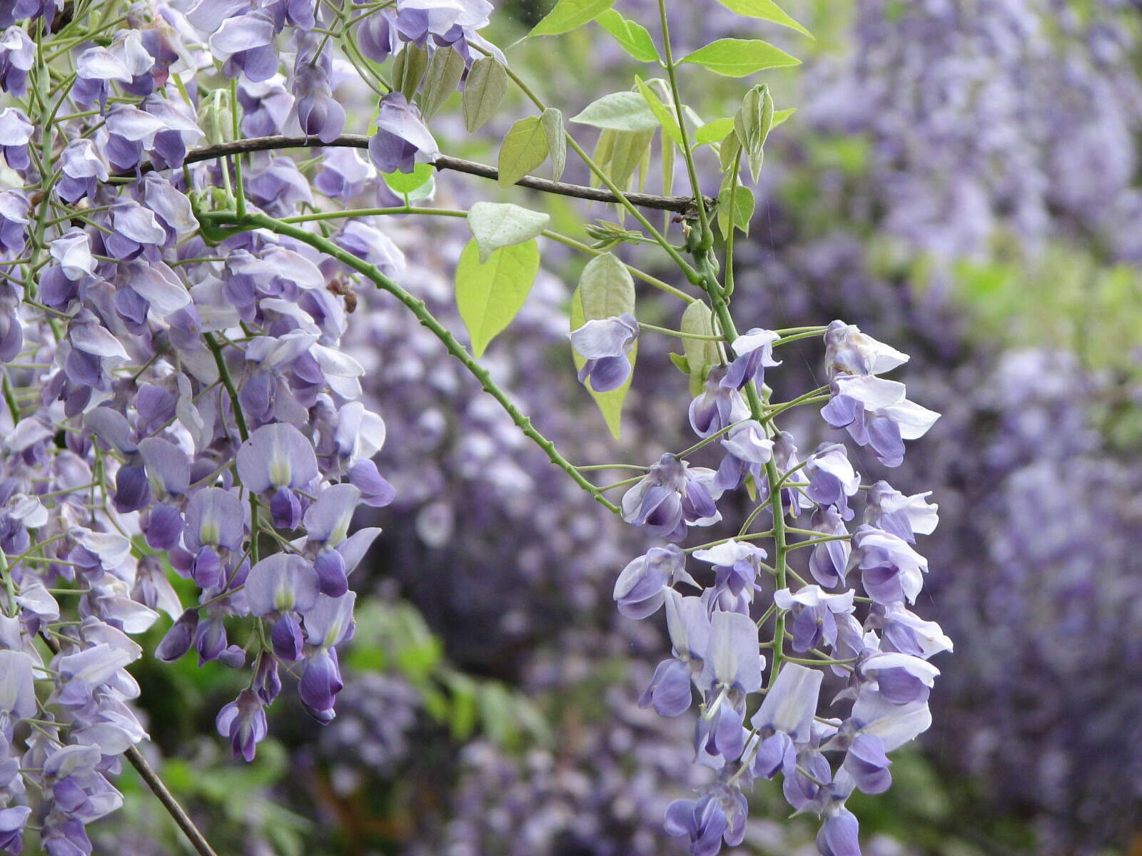 Wisteria brachybotrys Siebold & Zucc.的圖片