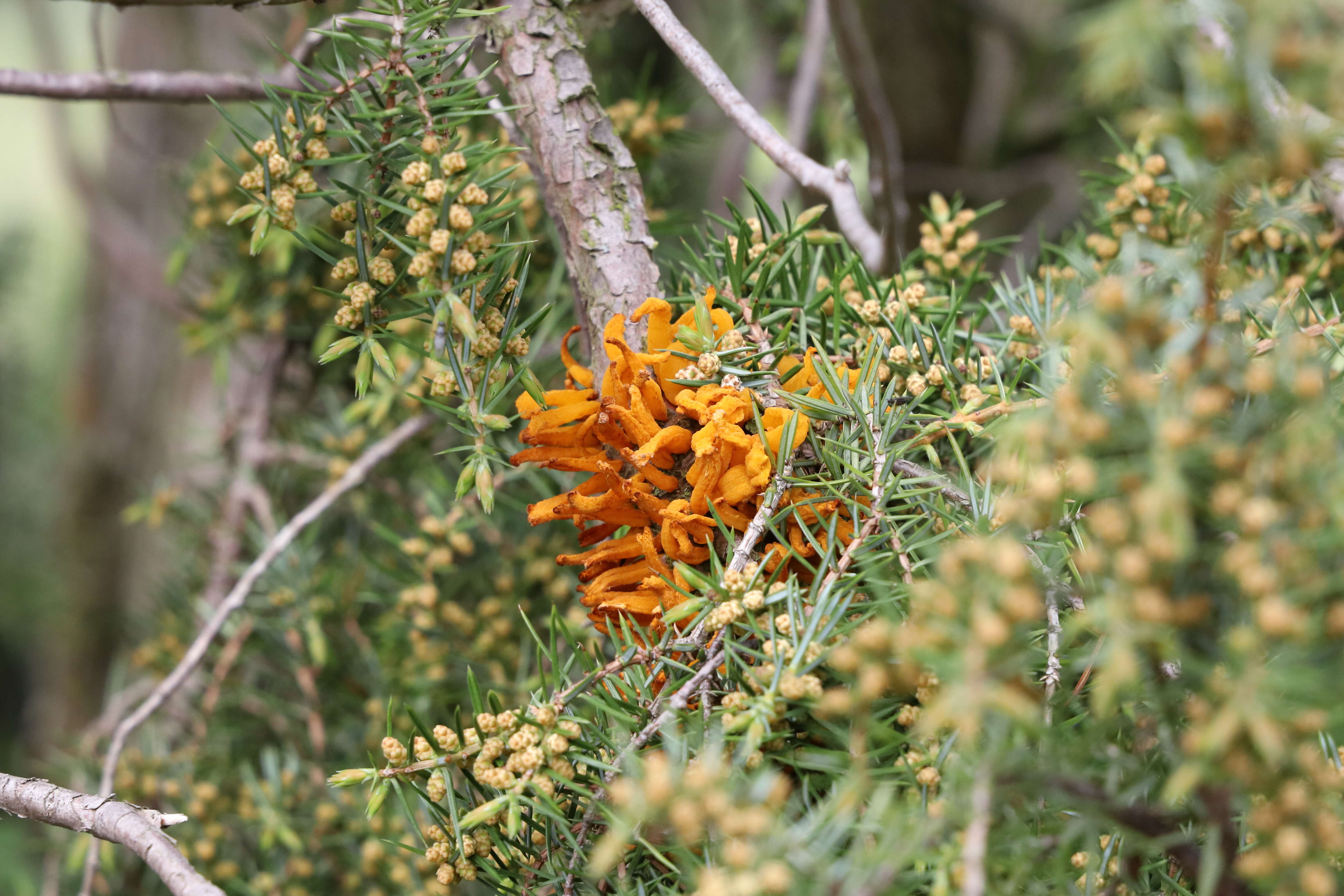 Image of Gymnosporangium clavariiforme (Wulfen) DC. 1805