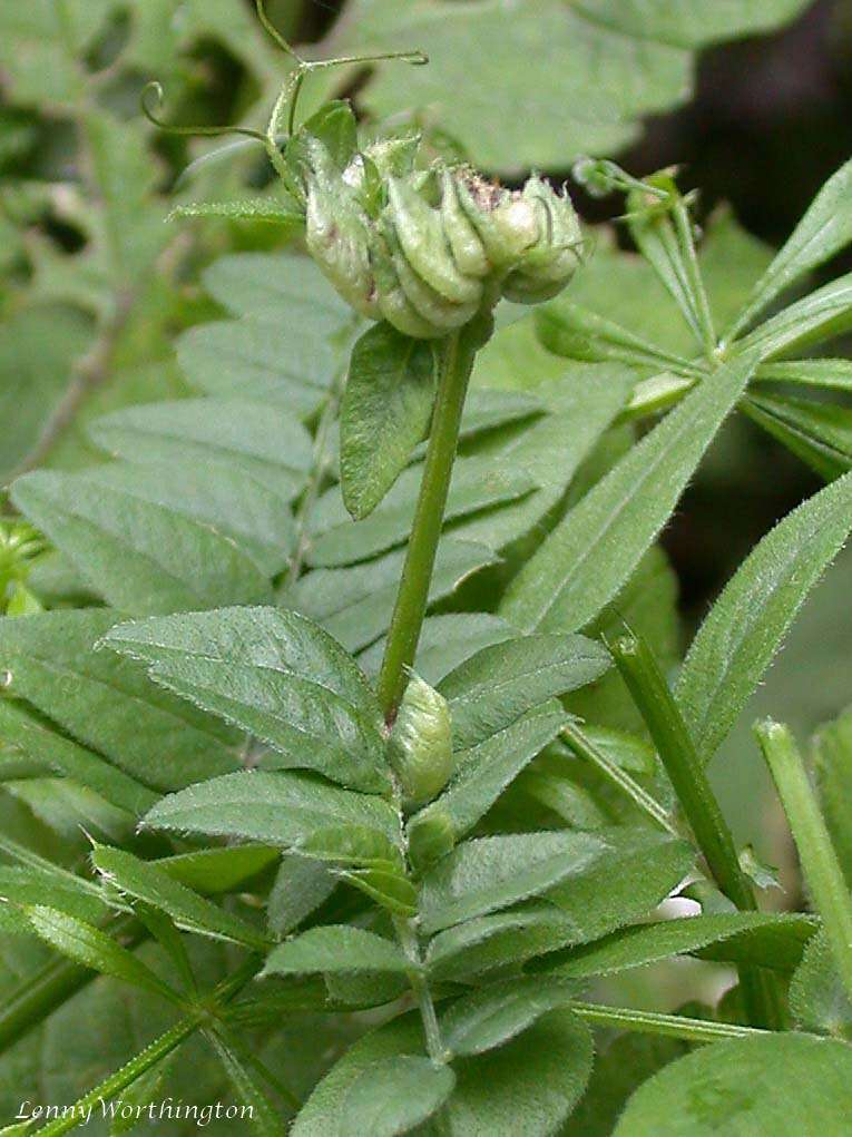 Image of bush vetch