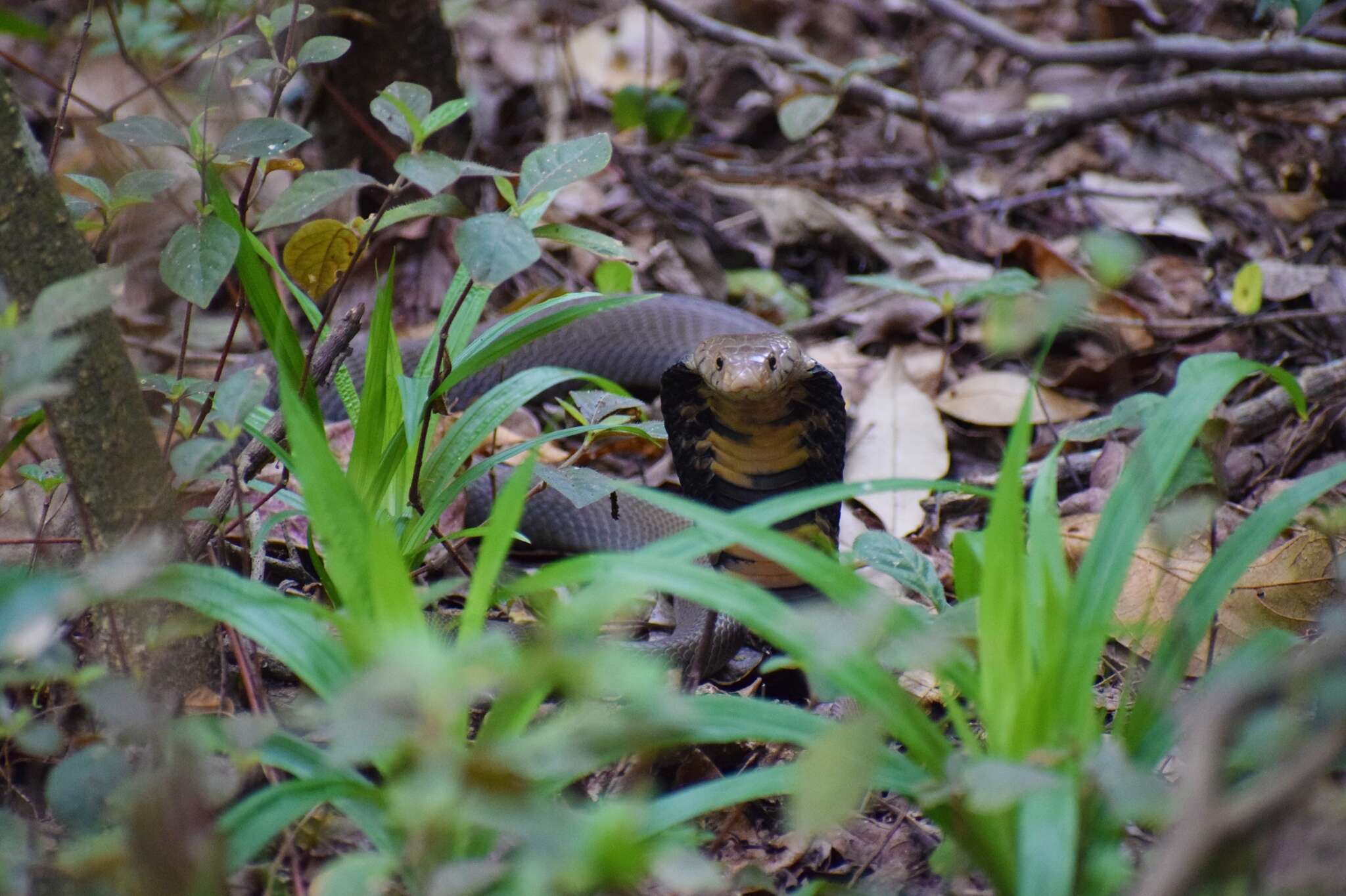 Image of Mozambique spitting cobra