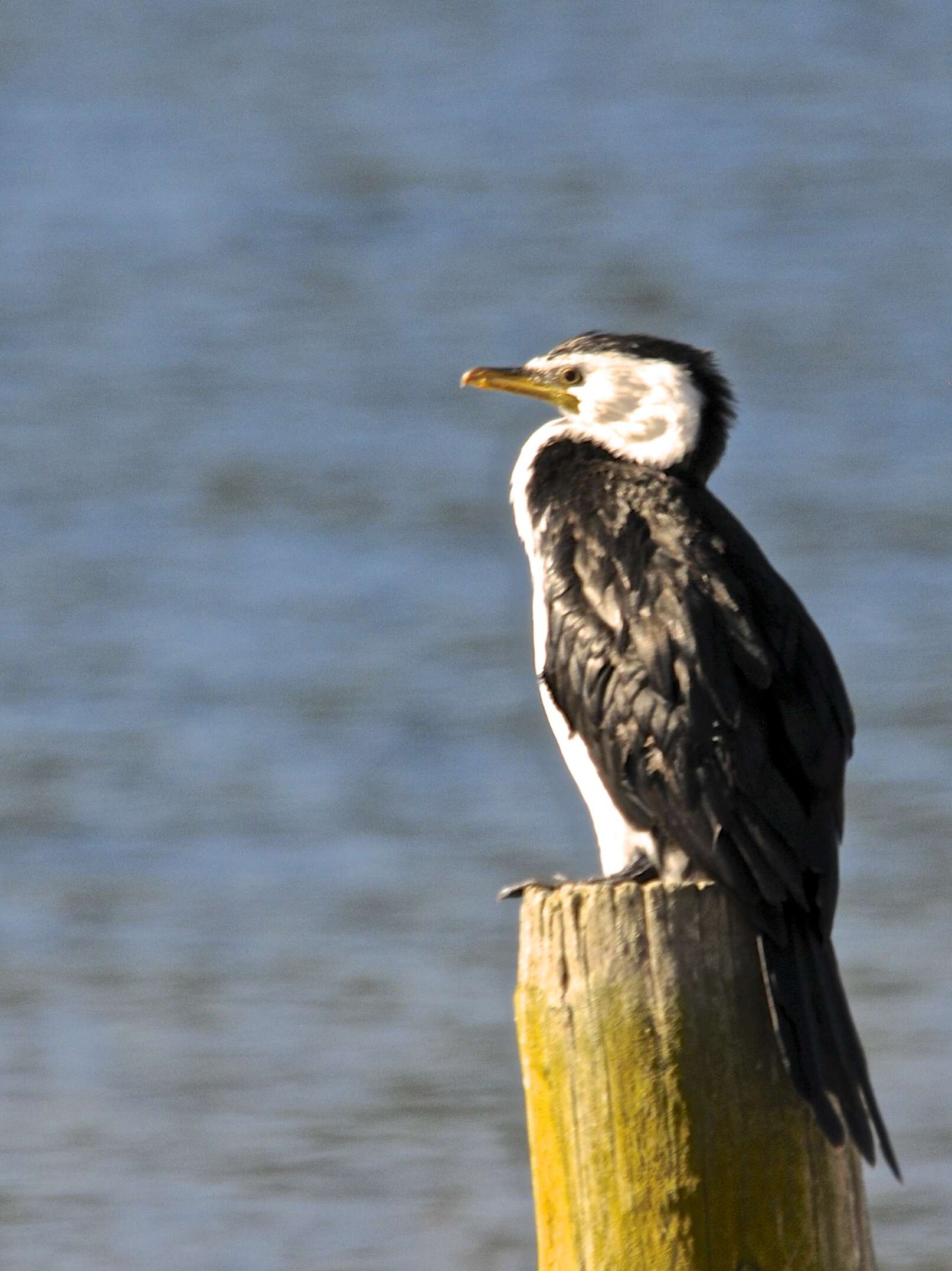 Image of Little Pied Cormorant