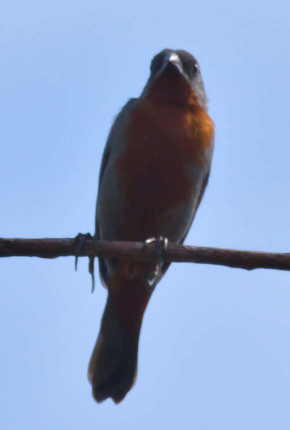 Image of Chestnut-bellied Seedeater