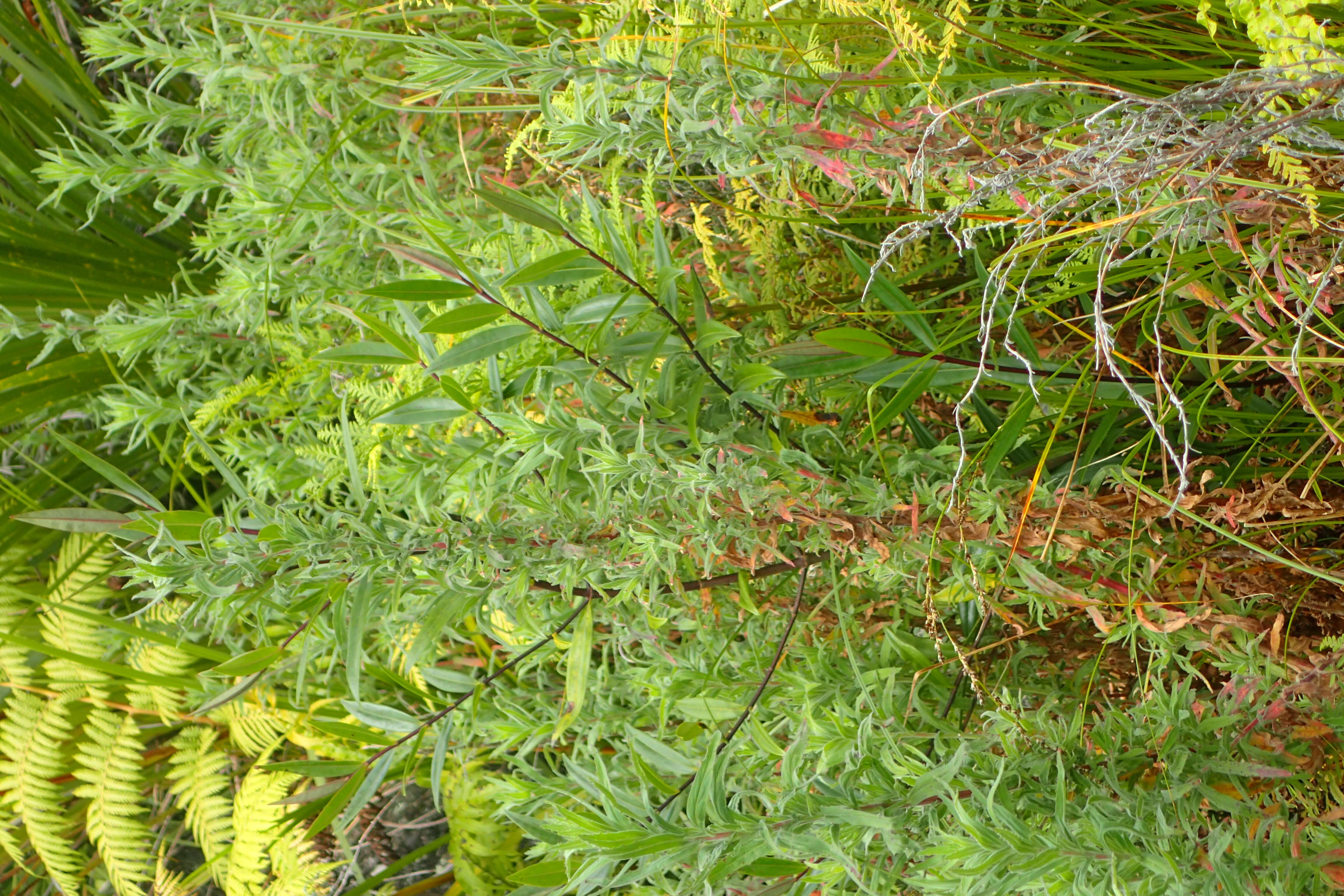 Image of Epilobium hirtigerum A. Cunn.