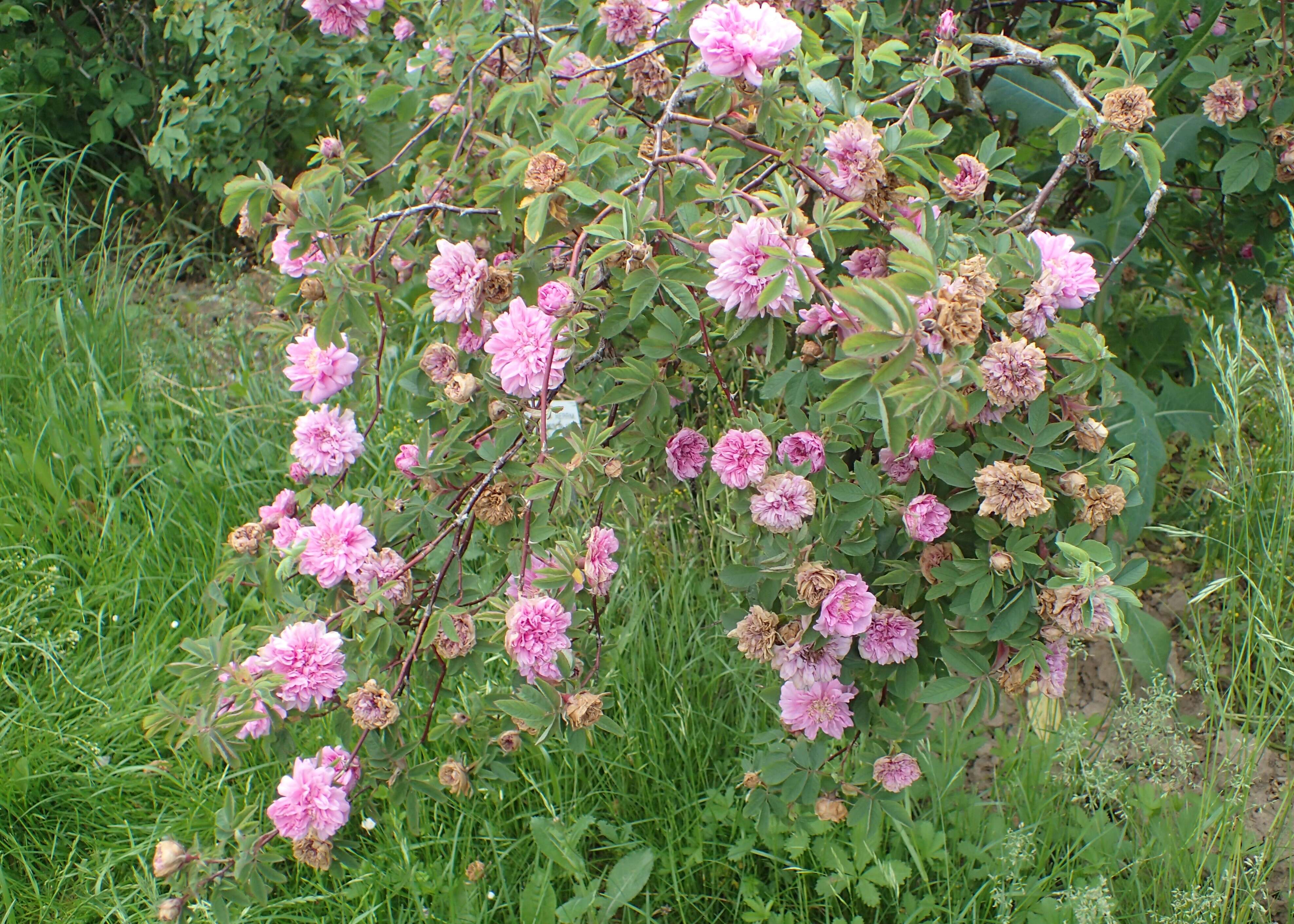 Image of cinnamom rose