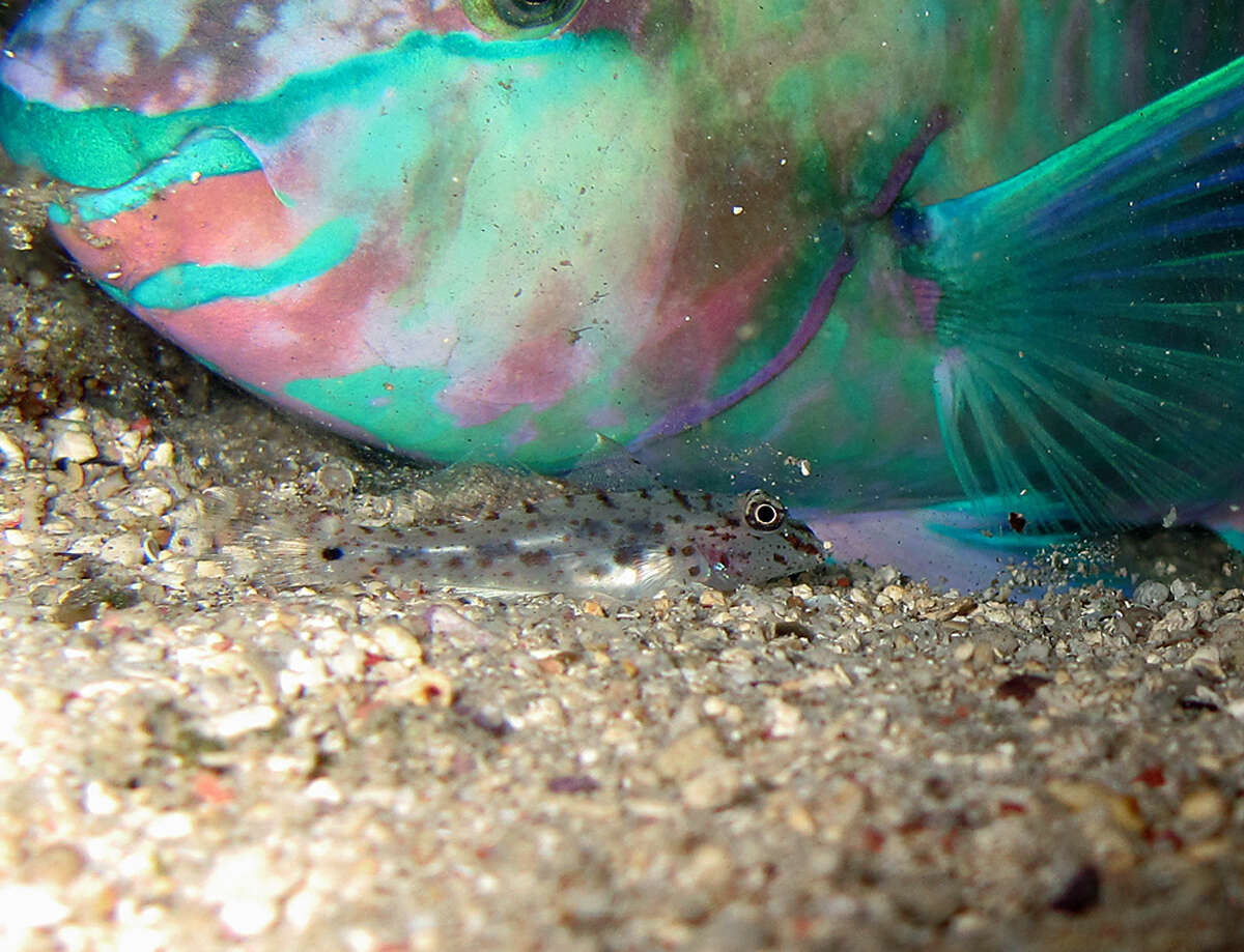 Image of Batavian Parrotfish